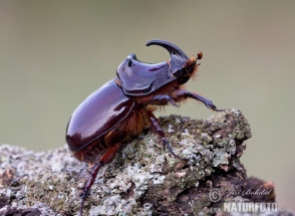 scarabee-rhinoceros-europeen-61846